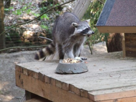 Waschbär-Power